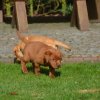 s - wurf  07. woche 23